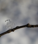 IMG 8263 (2)