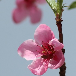 C'est le printemps,les oiseaux chantent