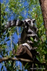 IMG 0978-97