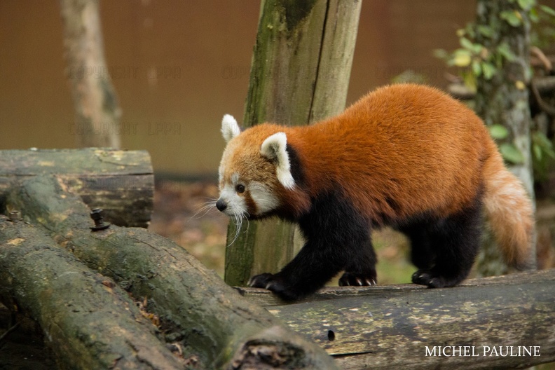 IMG 3465-52-51