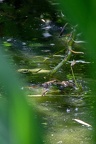 IMG 2992-1