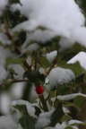 IMG 9887